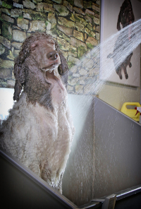 baden